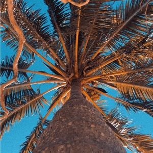 Meet your Posher, Ebony